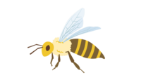 sk-honey-bee.png